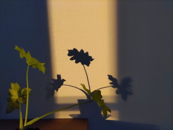 植物と影